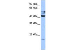 Western Blotting (WB) image for anti-Queuine tRNA-Ribosyltransferase 1 (QTRT1) antibody (ABIN2463239) (QTRT1 Antikörper)