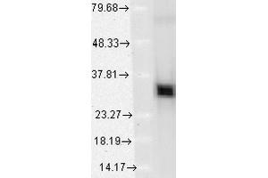 Western Blot analysis of Human HeLa cell lysates showing detection of HO-1 protein using Mouse Anti-HO-1 Monoclonal Antibody, Clone 1F12-A6 . (HMOX1 Antikörper  (AA 1-30) (Biotin))