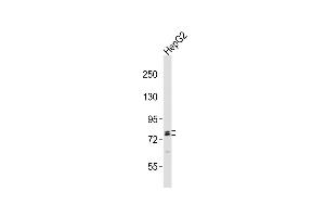 RFX4 Antikörper  (C-Term)