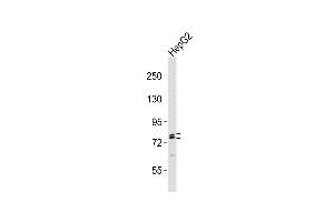 Anti-RFX4 Antibody (C-term)at 1:2000 dilution + HepG2 whole cell lysates Lysates/proteins at 20 μg per lane. (RFX4 Antikörper  (C-Term))
