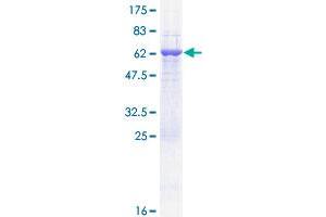 Image no. 1 for Crystallin, zeta (CRYZ) (AA 1-329) protein (GST tag) (ABIN1350463) (CRYZ Protein (AA 1-329) (GST tag))