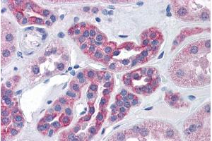 ABIN570975 (3. (AGAP2 Antikörper  (Internal Region))