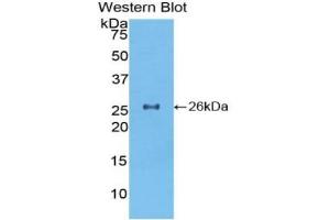 Detection of Recombinant TOR2A, Mouse using Polyclonal Antibody to Torsin 2A (TOR2A) (TOR2A Antikörper  (AA 125-313))