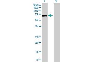 Western Blot analysis of LOXL1 expression in transfected 293T cell line by LOXL1 MaxPab polyclonal antibody. (LOXL1 Antikörper  (AA 1-574))