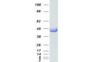 Validation with Western Blot (MAPT Protein (Transcript Variant 3) (Myc-DYKDDDDK Tag))