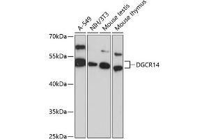 Western blot analysis of extracts of various cell lines, using DGCR14 antibody (ABIN6127806, ABIN6139562, ABIN6139563 and ABIN6217072) at 1:3000 dilution. (DGCR14 Antikörper  (AA 1-300))