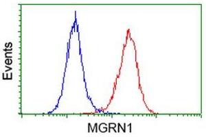 Flow cytometric Analysis of Hela cells, using anti-MGRN1 antibody (ABIN2454428), (Red), compared to a nonspecific negative control antibody, (Blue). (Mahogunin RING Finger Protein 1 Antikörper)