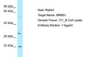 Host: RabbitTarget Name: BRMS1Antibody Dilution: 1. (BRMS1 Antikörper  (C-Term))