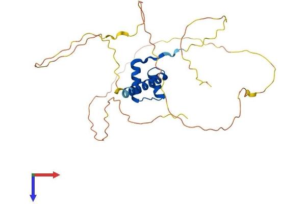 OTX2 Protein (AA 1-289) (His tag)