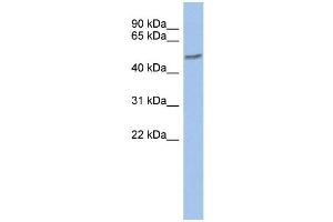 WB Suggested Anti-ZNF565 Antibody Titration:  0. (ZNF565 Antikörper  (Middle Region))