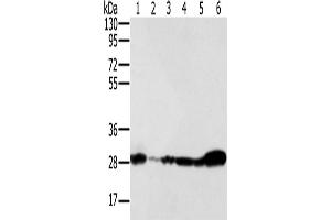 Western Blotting (WB) image for anti-NADH Dehydrogenase (Ubiquinone) Fe-S Protein 3, 30kDa (NADH-Coenzyme Q Reductase) (NDUFS3) antibody (ABIN2430525) (NDUFS3 Antikörper)