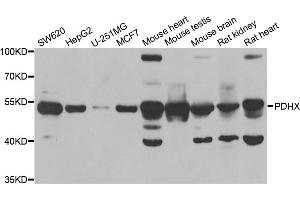 Western blot analysis of extracts of various cell lines, using PDHX antibody (ABIN5973826) at 1/1000 dilution. (PDHX Antikörper)