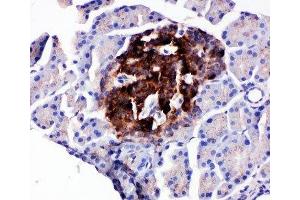 IHC-P testing of rat pancreas tissue (WISP1 Antikörper  (C-Term))