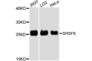 Western blot analysis of extracts of various cell lines, using SRSF9 antibody. (SFRS9 Antikörper  (AA 1-221))