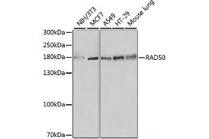 Western blot analysis of extracts of various cell lines using RAD50 Polyclonal Antibody at dilution of 1:500. (RAD50 Antikörper)