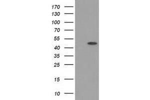 Image no. 1 for anti-Protein Kinase C and Casein Kinase Substrate in Neurons 3 (PACSIN3) antibody (ABIN1500011) (PACSIN3 Antikörper)