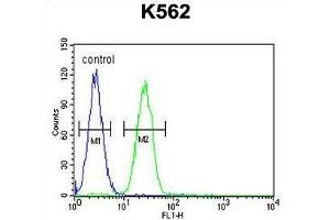 TBX6 Antibody (C-term) flow cytometric analysis of K562 cells (right histogram) compared to a negative control cell (left histogram).