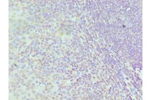Immunohistochemistry of paraffin-embedded human tonsil tissue using ABIN7155102 at dilution of 1:100 (HNRNPD/AUF1 Antikörper  (AA 1-306))