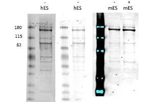 Western Blotting (WB) image for anti-MORC Family CW-Type Zinc Finger 3 (MORC3) antibody (ABIN5596952)