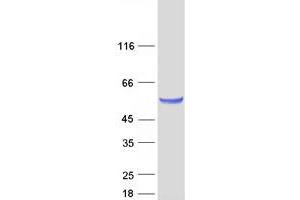 Validation with Western Blot (Secernin 1 Protein (SCRN1) (Transcript Variant 2) (Myc-DYKDDDDK Tag))