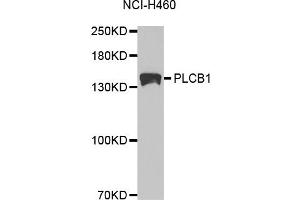 Western blot analysis of extracts of NCI-H460 cells, using PLCB1 antibody. (Phospholipase C beta 1 Antikörper)