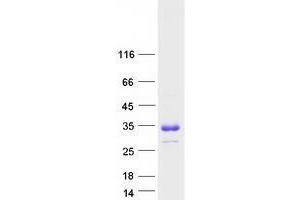 Western Blotting (WB) image for Transmembrane and Ubiquitin-Like Domain Containing 1 (TMUB1) (Transcript Variant 1) protein (Myc-DYKDDDDK Tag) (ABIN2733933)