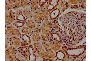 IHC image of ABIN7167184 diluted at 1:100 and staining in paraffin-embedded human kidney tissue performed on a Leica BondTM system. (RASL11B Antikörper  (AA 1-248))