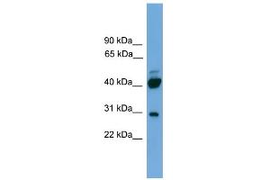 WB Suggested Anti-PRR5 Antibody Titration: 0. (PRR5 Antikörper  (N-Term))