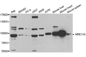 Western blot analysis of extracts of various cell lines, using MRE11A antibody. (Mre11 Antikörper  (AA 1-205))