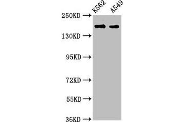 FMN1 抗体  (AA 354-487)