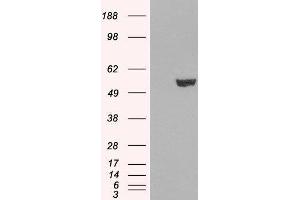 Western Blotting (WB) image for Interferon Regulatory Factor 6 (IRF6) peptide (ABIN369981)