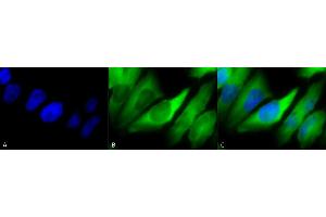 Immunocytochemistry/Immunofluorescence analysis using Mouse Anti-Hsp90 alpha/beta Monoclonal Antibody, Clone K41220A (ABIN361715 and ABIN361716). (HSP90 alpha/beta Antikörper  (AA 291-304))