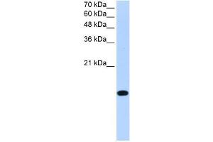 BATF2 antibody used at 0. (BATF2 Antikörper  (Middle Region))