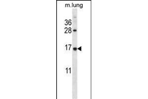 RPL27 Antibody (C-term) (ABIN657050 and ABIN2846217) western blot analysis in mouse lung tissue lysates (35 μg/lane). (RPL27 Antikörper  (C-Term))