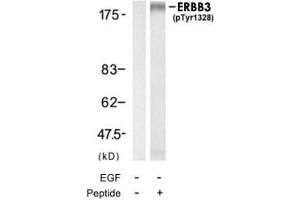 Western blot analysis of extracts from HUVEC cell using ERBB3 (phospho Y1328) polyclonal antibody .
