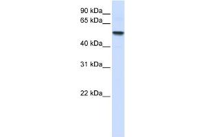 WB Suggested Anti-ENTPD8 Antibody Titration:  0. (ENTPD8 Antikörper  (N-Term))