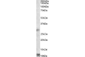 ABIN2564991 (1µg/ml) staining of Human Heart lysate (35µg protein in RIPA buffer). (RNF7 Antikörper  (Internal Region))