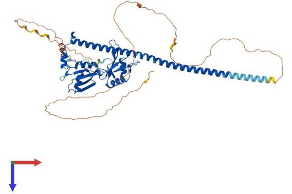 PSPC1 Protein (AA 1-523) (His tag)