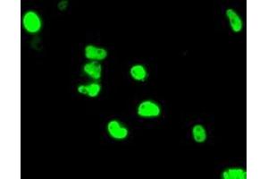 Anti-ARNT mouse monoclonal antibody (ABIN2452784) immunofluorescent staining of COS7 cells transiently transfected by pCMV6-ENTRY ARNT (RC216724). (ARNT Antikörper)