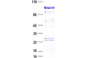 Validation with Western Blot (BRAF Protein (Myc-DYKDDDDK Tag))
