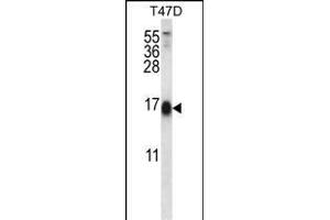 SKA2 Antibody (N-term) (ABIN656609 and ABIN2845866) western blot analysis in T47D cell line lysates (35 μg/lane). (FAM33A Antikörper  (N-Term))