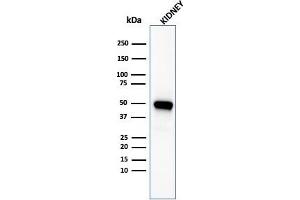 Western Blotting (WB) image for anti-Tumor Necrosis Factor Receptor Superfamily, Member 9 (TNFRSF9) (AA 19-188) antibody (ABIN6939788)