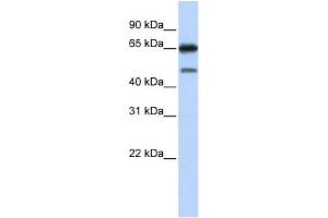 WB Suggested Anti-NR2C2 Antibody Titration:  0.