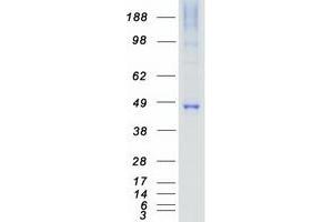 Validation with Western Blot (MAP2K7 Protein (Myc-DYKDDDDK Tag))