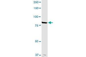 ANAPC5 MaxPab rabbit polyclonal antibody. (ANAPC5 Antikörper  (AA 1-755))