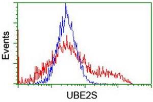 Image no. 2 for anti-Ubiquitin-Conjugating Enzyme E2S (UBE2S) antibody (ABIN1501643) (UBE2S Antikörper)