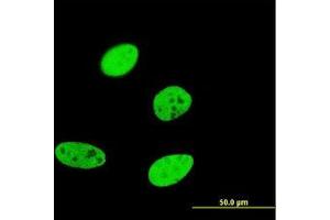 Image no. 2 for anti-Forkhead Box A2 (FOXA2) (AA 363-458) antibody (ABIN598744) (FOXA2 Antikörper  (AA 363-458))