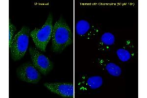 Fluorescent image of  cells stained with ATG5 Antibody (C-term) (ABIN388519 and ABIN2849632). (ATG5 Antikörper  (C-Term))