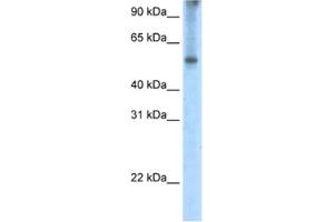 Western Blotting (WB) image for anti-Eukaryotic Translation Initiation Factor 2A, 65kDa (EIF2A) antibody (ABIN2462314) (EIF2A Antikörper)