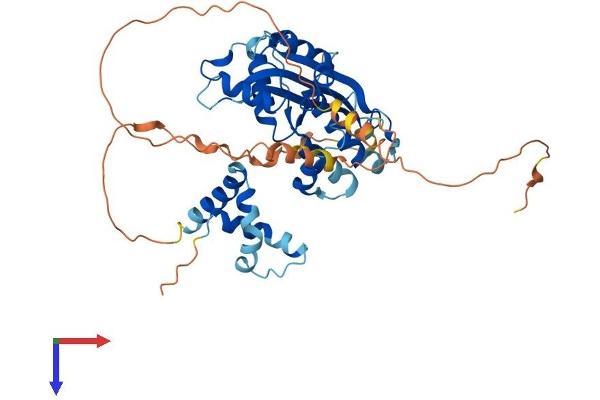 MAEL Protein (AA 1-434) (His tag)